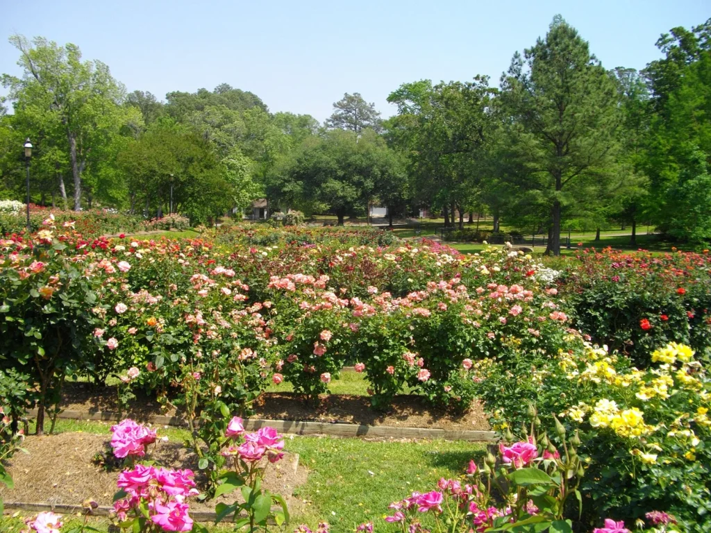 Beds of pink, yellow and red roses in bloom under tall pine trees at the Tyler Rose Garden